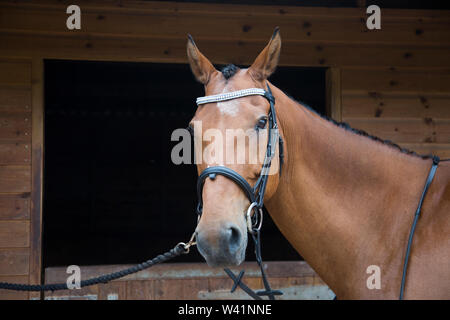 Braunes Pferd Nahaufnahmen, Pferd, braunes Pferd Stockfoto