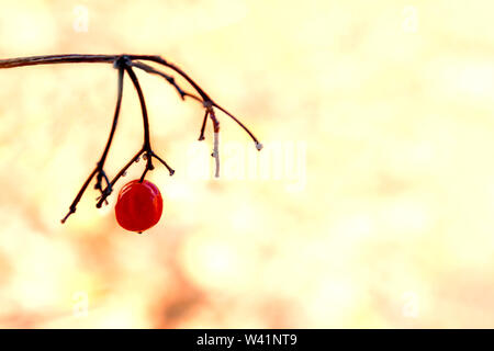 Im Spätherbst der erste Frostzweig mit gefrorenen Beeren. Stockfoto
