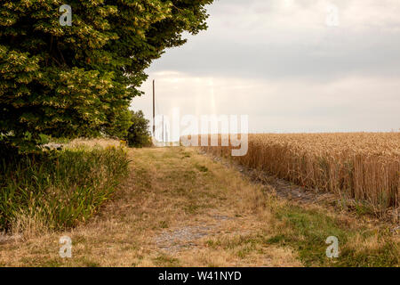 Sunrise over wheat field, Loire Valley, France Stockfoto