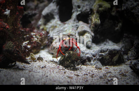 Einsiedlerkrebs rote Farbe in der Schale unten am Meer Stockfoto