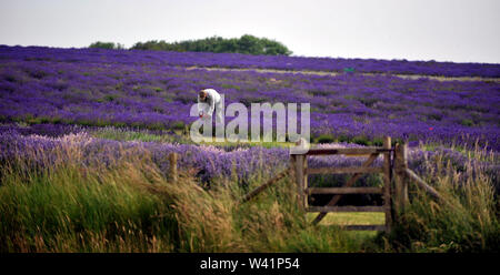 Cotswold Lavender Farm in der Nähe von Snowshill auf dem Gloucestershire und Worcestershire Grenze Stockfoto