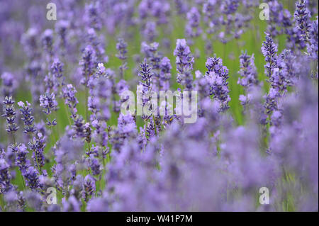 Cotswold Lavender Farm in der Nähe von Snowshill auf dem Gloucestershire und Worcestershire boarder für Touristen geöffnet für eine kurze Zeit vor der Ernte Stockfoto