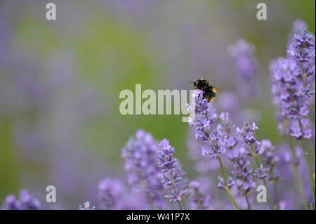 Cotswold Lavender Farm in der Nähe von Snowshill auf dem Gloucestershire und Worcestershire boarder für Touristen geöffnet für eine kurze Zeit vor der Ernte Stockfoto