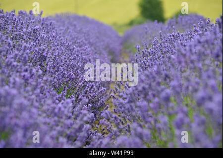 Cotswold Lavender Farm in der Nähe von Snowshill auf dem Gloucestershire und Worcestershire boarder für Touristen geöffnet für eine kurze Zeit vor der Ernte Stockfoto
