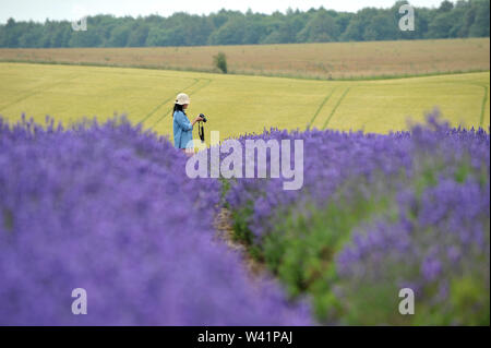 Cotswold Lavender Farm in der Nähe von Snowshill auf dem Gloucestershire und Worcestershire boarder für Touristen geöffnet für eine kurze Zeit vor der Ernte Stockfoto