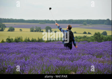 Cotswold Lavender Farm in der Nähe von Snowshill auf dem Gloucestershire und Worcestershire boarder für Touristen geöffnet für eine kurze Zeit vor der Ernte Stockfoto