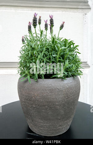 Lila Lavendel Sieg blumen Wachstum im Blumentopf auf schwarz Tabelle Stockfoto
