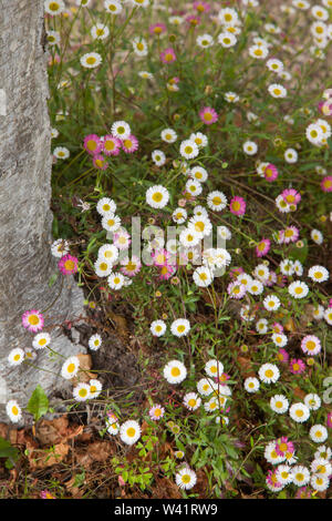 Lateinamerikanische oder mexikanischen Berufskraut, Erigeron Karvinskianus, Erigeron Mucronatus 'Profusion' zunehmend unter einem Baum Stockfoto