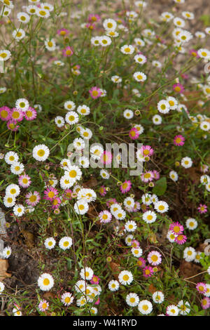 Lateinamerikanische oder mexikanischen Berufskraut, Erigeron Karvinskianus, Erigeron Mucronatus 'Profusion' zunehmend unter einem Baum Stockfoto