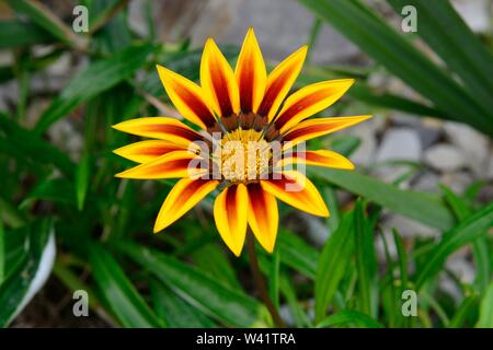 Gazania Daybreak Red Stripe Schatz Blume tiefe gelbe Blüten mit rotem Streifen Gazania splendens Stockfoto