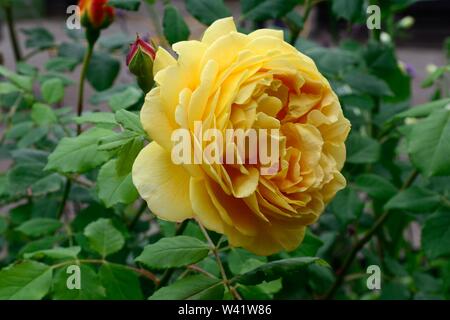 Rosa Golden Celebration kompakte duftenden Strauch rose Stockfoto