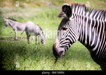 Edinburgh, Großbritannien. Juli 2019 18. Herde von Grévy von Zebra (Equus grevyi) im Zoo von Edinburgh, Schottland. Stockfoto