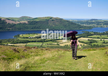 Weibliche Walker mit einem Regenschirm als Sonnenschirm auf dem Weg von Braithwaite zu Skiddaw in Lake District National Park im Sommer. Keswick Cumbria England Großbritannien Stockfoto