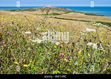 Wildflower meadow im Sommer mit Blick auf Point Lynas/Trwyn Eilian und die Küste. Llaneilian, Isle of Anglesey, North Wales, UK, Großbritannien Stockfoto