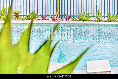 Grün verlassen in der Nähe, in der Nähe von Pool, sehr sauber Ort zum Entspannen, schöne Pflanzen im Garten, blaue Wasser, Metall Zaun rund um Masse. Stockfoto