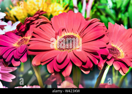 Drei schöne Gerbera Blumen Nahaufnahme mit grünen unscharfen Hintergrund, es ist ein gelbes Stigma auf die roten Blumen Stockfoto
