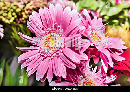 Rosa Gerbera Blumen Haufen in einem Souvenirladen schließt sich mit einen schönen Blick auf langen Blütenblätter im Detail Stockfoto
