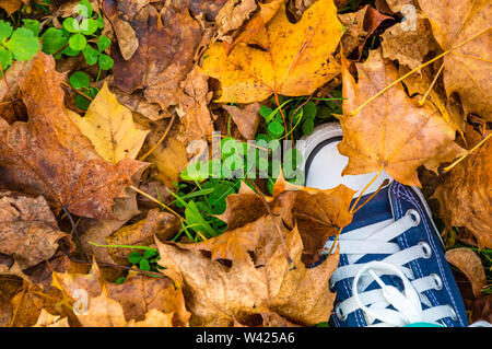 Blau Schuh auf Blätter im Herbst, Ansicht von oben. Jeans Sneaker mit weißen Schnürsenkeln stehend auf trockenen gelben Blätter liegen auf grünem Gras und Klee. Wandern in der Na Stockfoto