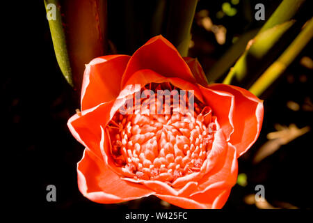 Eine australische Blume Nahaufnahme Stockfoto