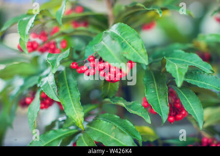 Ardisia Crenata (Myrsinaceae) Pflanzen klein und hell rote Früchte Stockfoto