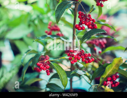 Ardisia Crenata (Myrsinaceae) Pflanzen klein und hell rote Früchte Stockfoto