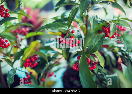 Ardisia Crenata (Myrsinaceae) Pflanzen klein und hell rote Früchte Stockfoto