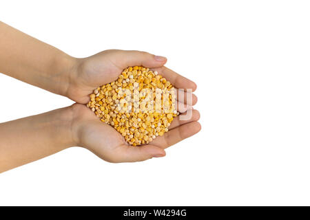 Gelbe split getrocknete Erbsen in weibliche Hände, isoliert, Nahaufnahme, Makro, Ansicht von oben. Gesündesten nahrhafte Lebensmittel. Stockfoto
