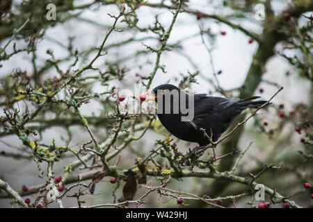 Gemeinsame männliche Amsel, Turdus merula, Fütterung auf roten Beeren Stockfoto