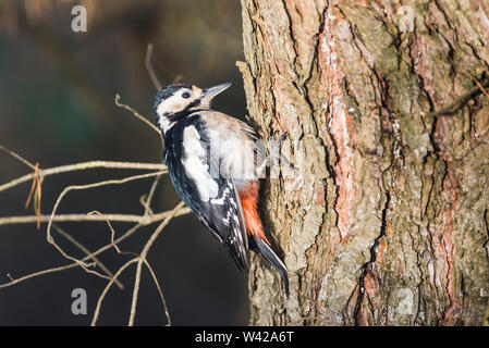 Mehr Buntspecht auf Scotts Kiefer, goldenen Stunde, horizontal Stockfoto