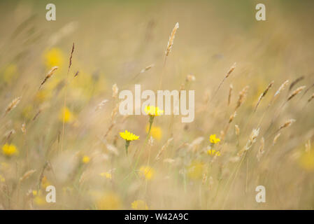 Wilde Gräser und gelbe Blumen. weichen, grünen und gelben Farben mit einer geringen Tiefenschärfe. Stockfoto