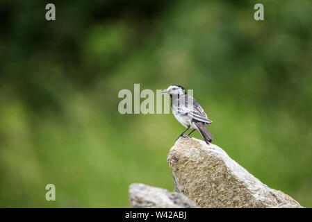 Pied wagtail thront auf Mauer aus Stein, weichen, grünen Hintergrund Stockfoto
