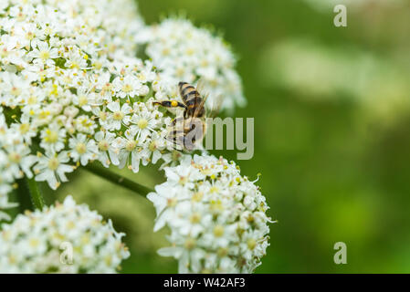 Honey Bee/Apis mellifera mit Pollen auf Bein Fütterung auf Kuh Petersilie Blume. Stockfoto