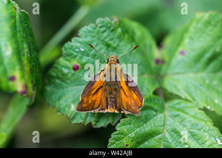 Kleine Skipper/Thymelicus sylvestris Flügel öffnen am Dornbusch Blatt, bis zu schließen. Stockfoto