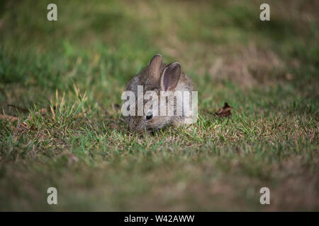 Junge Kaninchen füttern im Gras, Kopf seitwärts Stockfoto