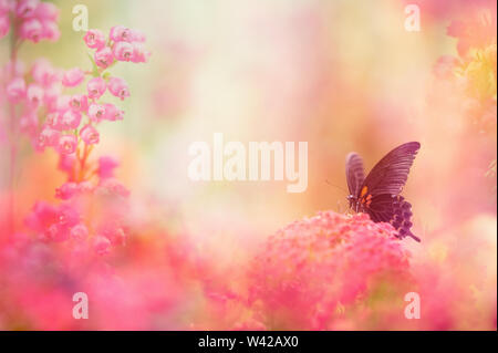 Schwalbenschwanz-Schmetterling auf Blume Fütterung Stockfoto