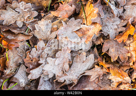 Gefallene Eiche Blätter, hell gefärbt und mit Frost bedeckt. Stockfoto