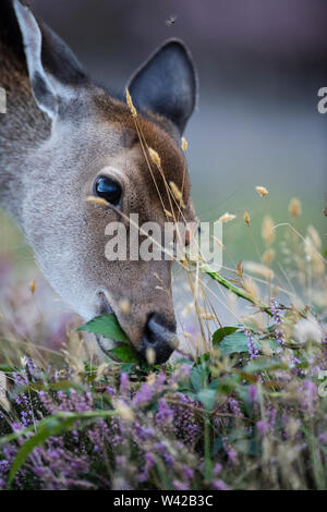 Vertikale Portrait von Sika deer Heather essen. Stockfoto