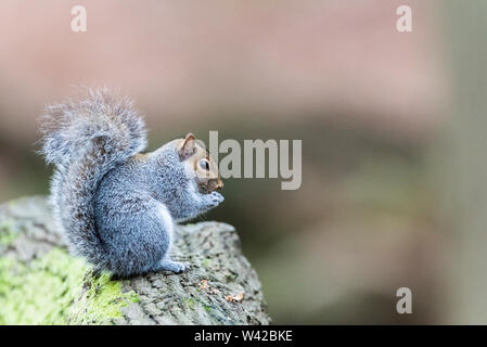 Graue Eichhörnchen auf einem Bemoosten log Holding eine Mutter in seinen Pfoten Stockfoto