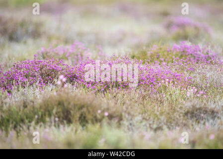 Helle Flecken des lila Heidekraut in Blume mit unflowering Heather in Vorder- und Hintergrund Stockfoto