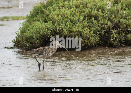 Brachvögel, Numenius arquata, waten auf dem Wattenmeer Stockfoto