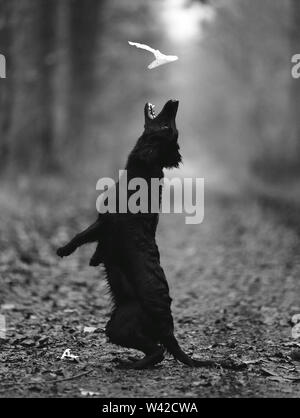 Eine schwarze Flat Coated Retriever ist spielen und springen in den Wald und versucht ein Taschentuch zu fangen. Der Hund ist das Springen in die Luft. Stockfoto