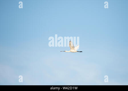 Single Löffler Platalea leucorodia/, im Flug. Blauer Himmel, goldene Stunde. Stockfoto