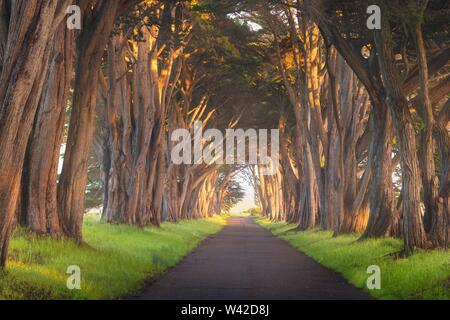 Atemberaubende Cypress Tree Tunnel bei Point Reyes National Seashore, California, United States. Märchen im wunderschönen Tag in der Nähe von San Francisco, USA Stockfoto