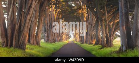 Atemberaubende Cypress Tree Tunnel bei Point Reyes National Seashore, California, United States. Märchen im wunderschönen Tag in der Nähe von San Francisco, USA Stockfoto