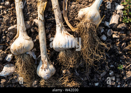 Vier frisch gezapftes Zwiebeln Knoblauch liegen auf dem Boden bei starker Sonneneinstrahlung Stockfoto