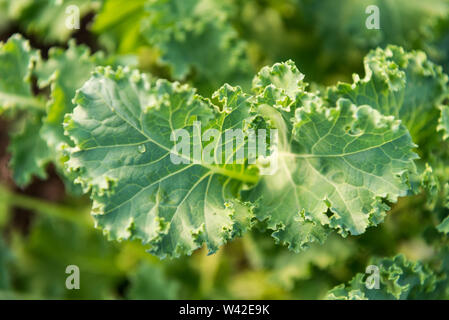 Die Gemeinkosten der junge Kale verlässt die Anlage in warmes Sonnenlicht. Stockfoto