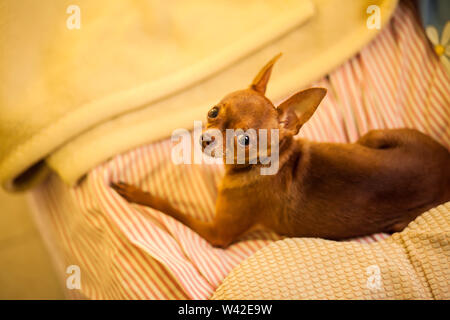 Toy Terrier kleiner Hund auf dem Sofa bei Kamera suchen Stockfoto