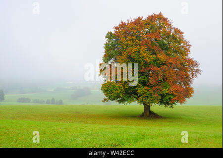 Perfekte single Buche in der Wiese im Herbst Stockfoto