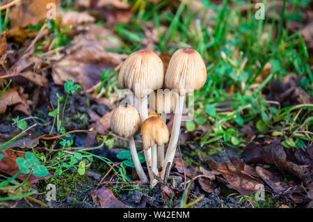 Herbst Szene mit einer Gruppe von Pilzen (Coprinellus micaceus) unter trockenen gelben Blätter und grünes Gras. Auch als Glimmer Kappe, glänzende oder schimmernde bekannt Stockfoto