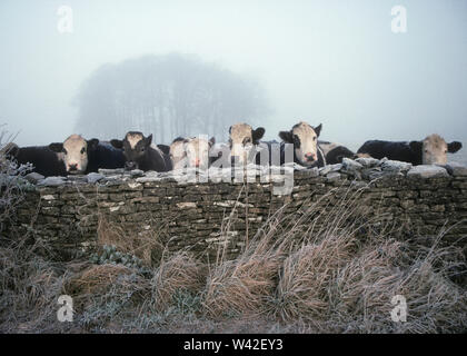 Winter in der Avening Tal, Glos, Großbritannien Stockfoto